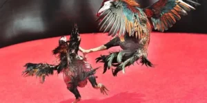 Tuyệt Chiêu Về Cách Chơi Đá Gà Sabong Tại M8Win Thắng Lớn 2025