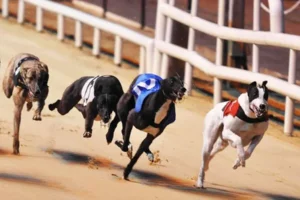 Kinh Nghiệm Chơi Game Nhanh Đua Chó Tại M8Win Chi Tiết Nhất 2025