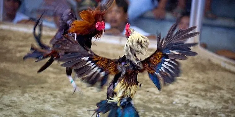 Tuyệt Chiêu Về Cách Chơi Đá Gà Sabong Tại M8Win Thắng Lớn 2025 2 Tuyệt Chiêu Về Cách Chơi Đá Gà Sabong Tại M8Win Thắng Lớn 2025